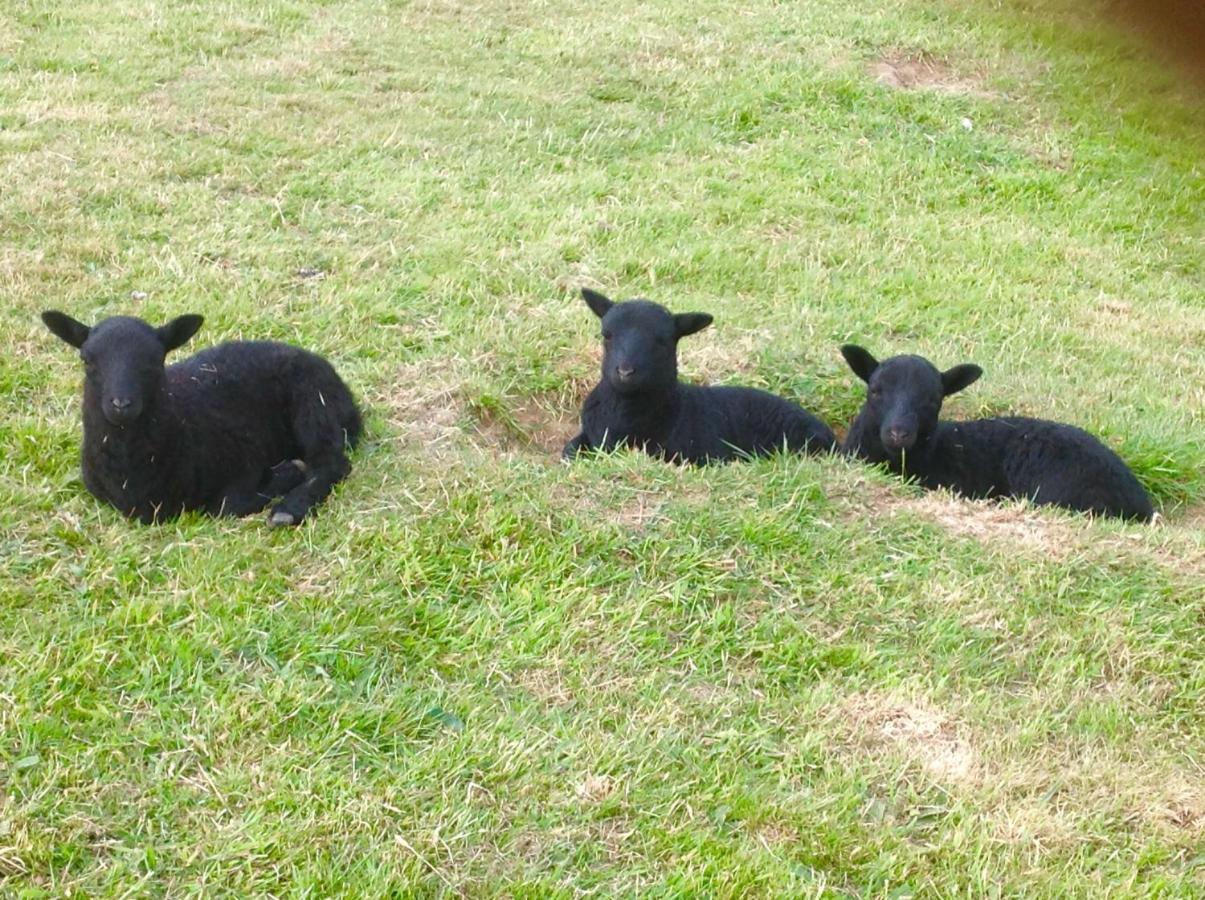 Molehill Lodge Swansea Dış mekan fotoğraf