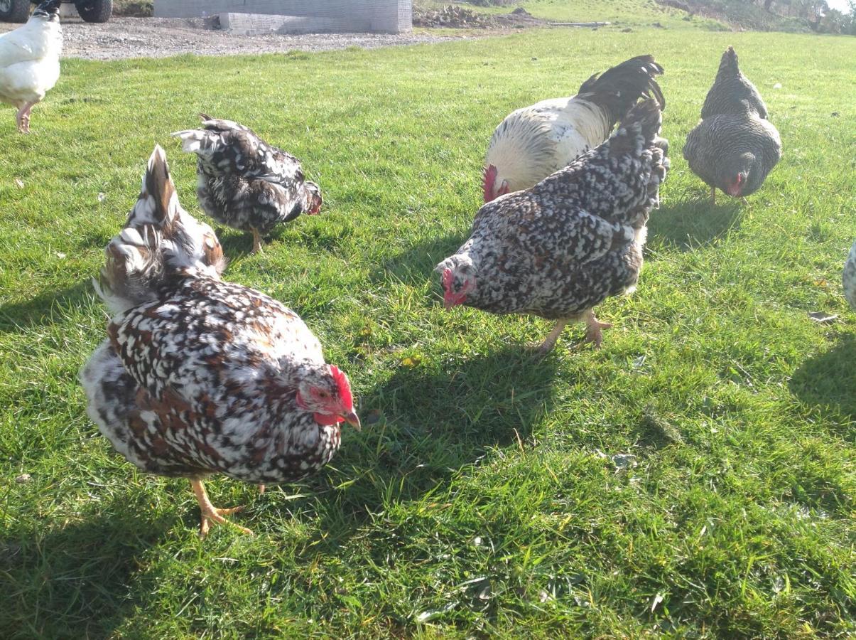 Molehill Lodge Swansea Dış mekan fotoğraf