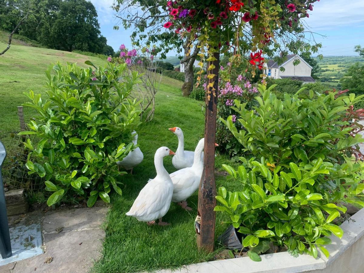 Molehill Lodge Swansea Dış mekan fotoğraf